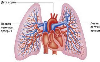 Анатомія та розташування легень та бронхів у людини