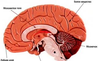 Головний мозок: будова та функції, загальний опис