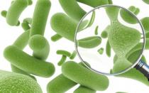 Корисні препарати, продукти та трави для мікрофлори кишечника